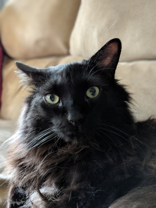 zombee:husband got a pixel 2xl so pls enjoy these incredible pics of the family