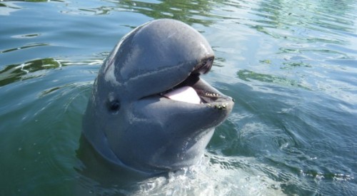 sixpenceee:  The Irrawaddy dolphin is a species of oceanic dolphin found near sea coasts and in estuaries and rivers in parts of the Bay of Bengal and Southeast Asia. Genetically, the Irrawaddy dolphin is closely related to the killer whale. 