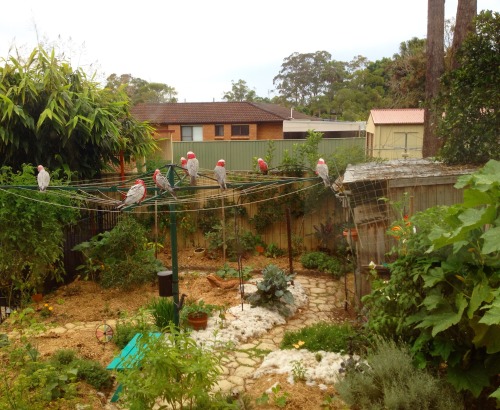 Galahs having a wild time on our washing line!