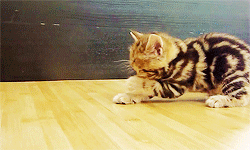adorable-cats:Meet Paris!Video source: funnycatsandnicefish