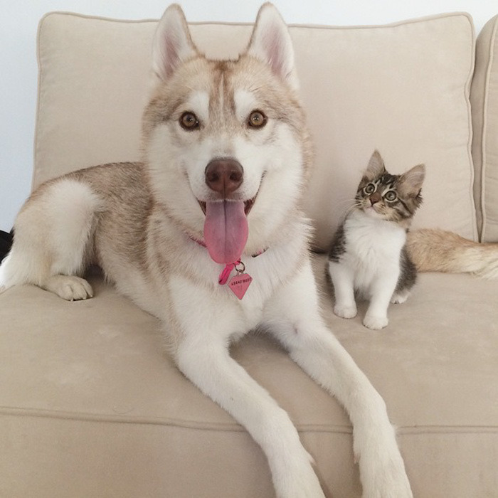 bobbycaputo:    Three Huskies Are Inseparable Best Friends with a Dying Kitten They