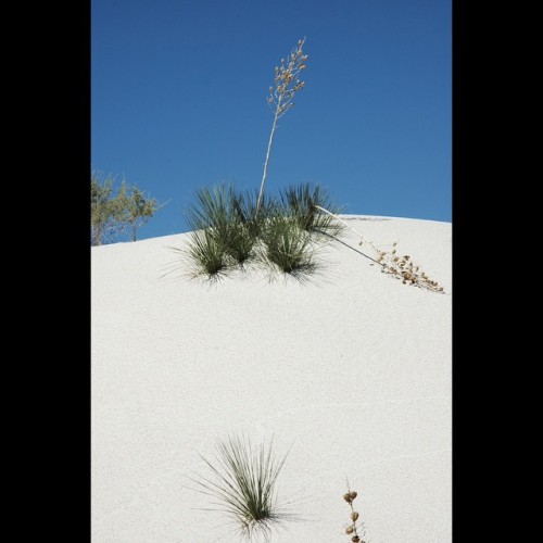 #White #Sands New Mexico. Stark White #gypsum Sands Blanket The #desert In The #Tularosa #Basin Creating