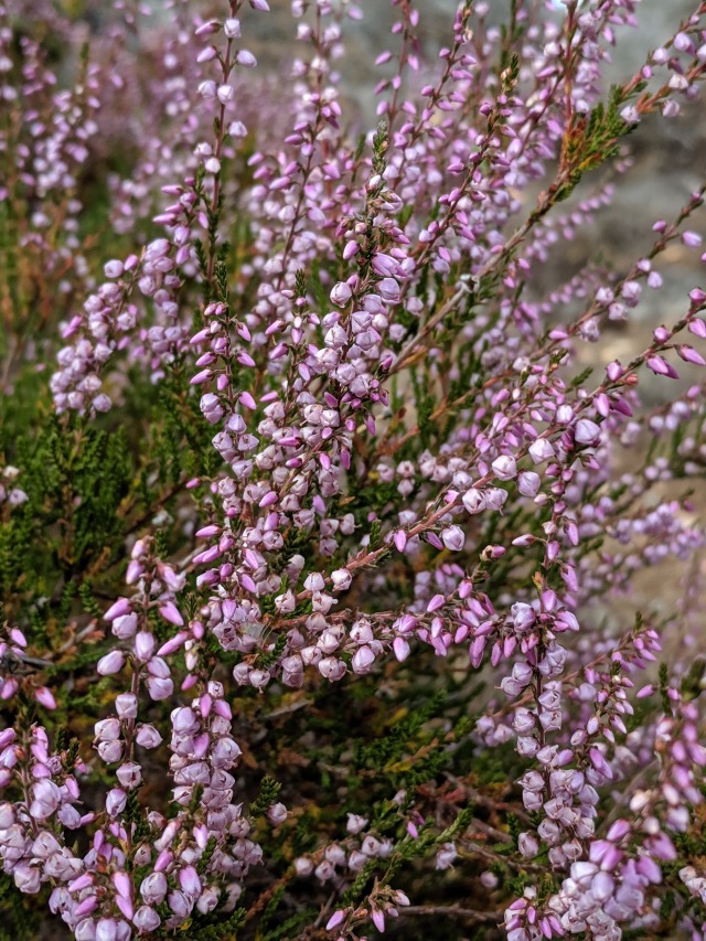 A group of calluna vulgaris known as common heather.