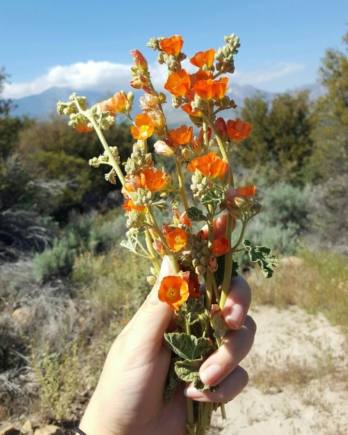 geo-fairy: Picked some wild flowers today and yucca buds and some wild grass. I’m hanging them up to