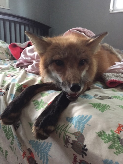 favourablefox: only the cutest red fox in the world (besides kodathefox obvs) What a sweet little fo