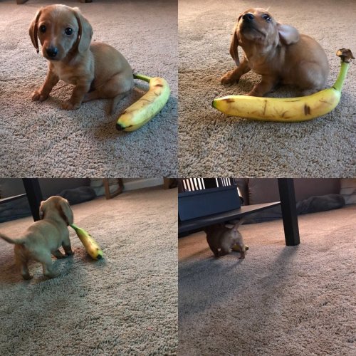 cuteness–overload:My attempt at a banana for scale picture of my mini dachshund Rusty. It seem