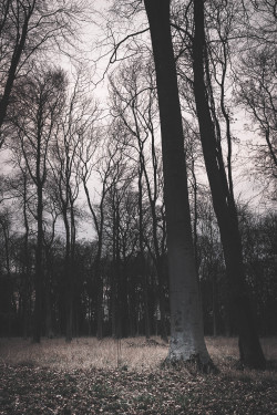 freddie-photography:  &lsquo;Untitled Forest&rsquo; Follow Freddie Ardley on: tumblr Facebook Twitter Instagram