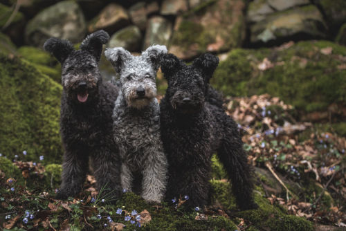 handsomedogs:Johanna Strandner | Triple Pumi