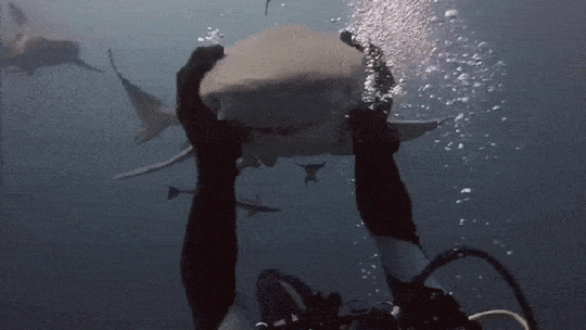poonarts:  toomuchlamenotenoughbears:  fluffyflareon:  ayellowbirds:  hoediac:  the-monochrome-jester:   glitterysquidily:   canidteeth:   waywardfangir1:   iwillregretthistommorrow:   pickled-watermelons:   cyanbabe:  sharky-sharks:  Why do you like