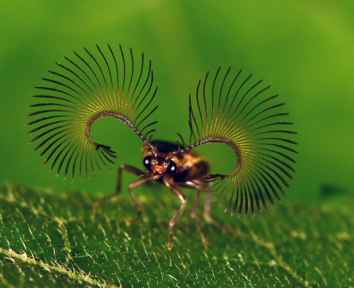 onenicebugperday:  Beautiful beetle antennae!