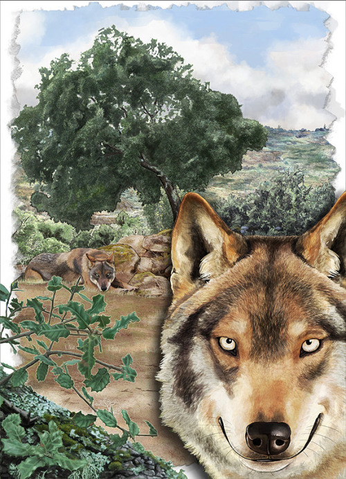 Iberian wolf poster for a Wildlife conservation project. Work in progress will be posted on PatreonI