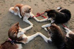 foxinu:  Some sort of weird husky ritual