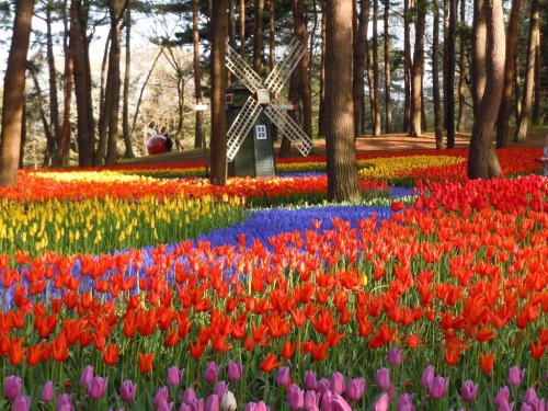 exotic-places:Hitachi Seaside Park in Japan