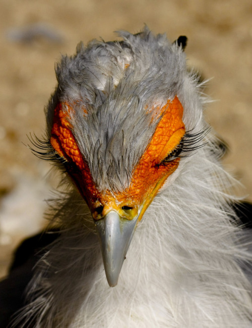 funkysafari: Secretary Bird (Sagittarius serpentarius) batting her lashes by wwm