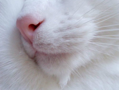 kittehkats: Terrific Sniffers kitty noses