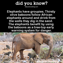 did-you-kno:  Elephants have groupies. Thirsty