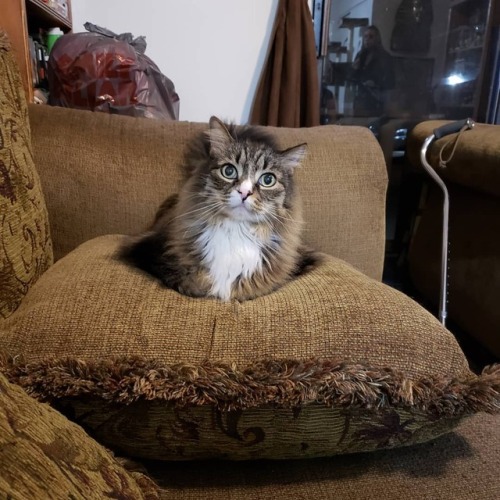 My handsome boy Charlie  My babies are so perfect ❤️❤️❤️ #catsofinstagram #mainecoon #catmom #beauti
