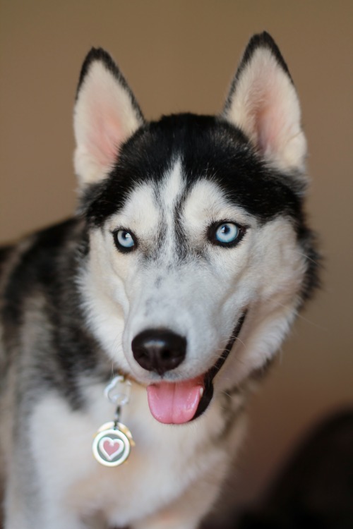 6woofs:  Lil’ Heart.