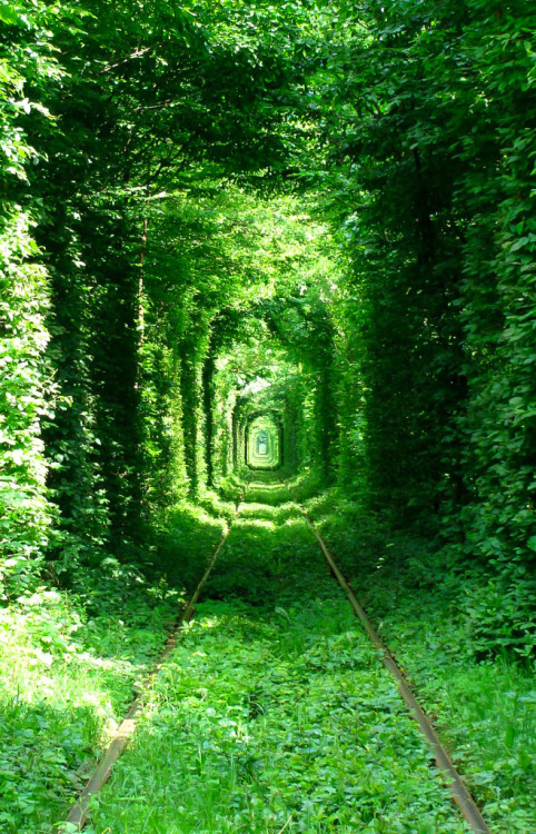 jellyfish-parasol:djferreira224:Tunnel of Love, UkraineThis is straight outta a studio Ghibli flick