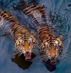 beautiful-wildlife:  Tiger Couple by Robert