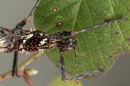 invertebrates:  a bunch of beautiful Parectatosoma hystrix! they’re stick insects from madagascar (source) 