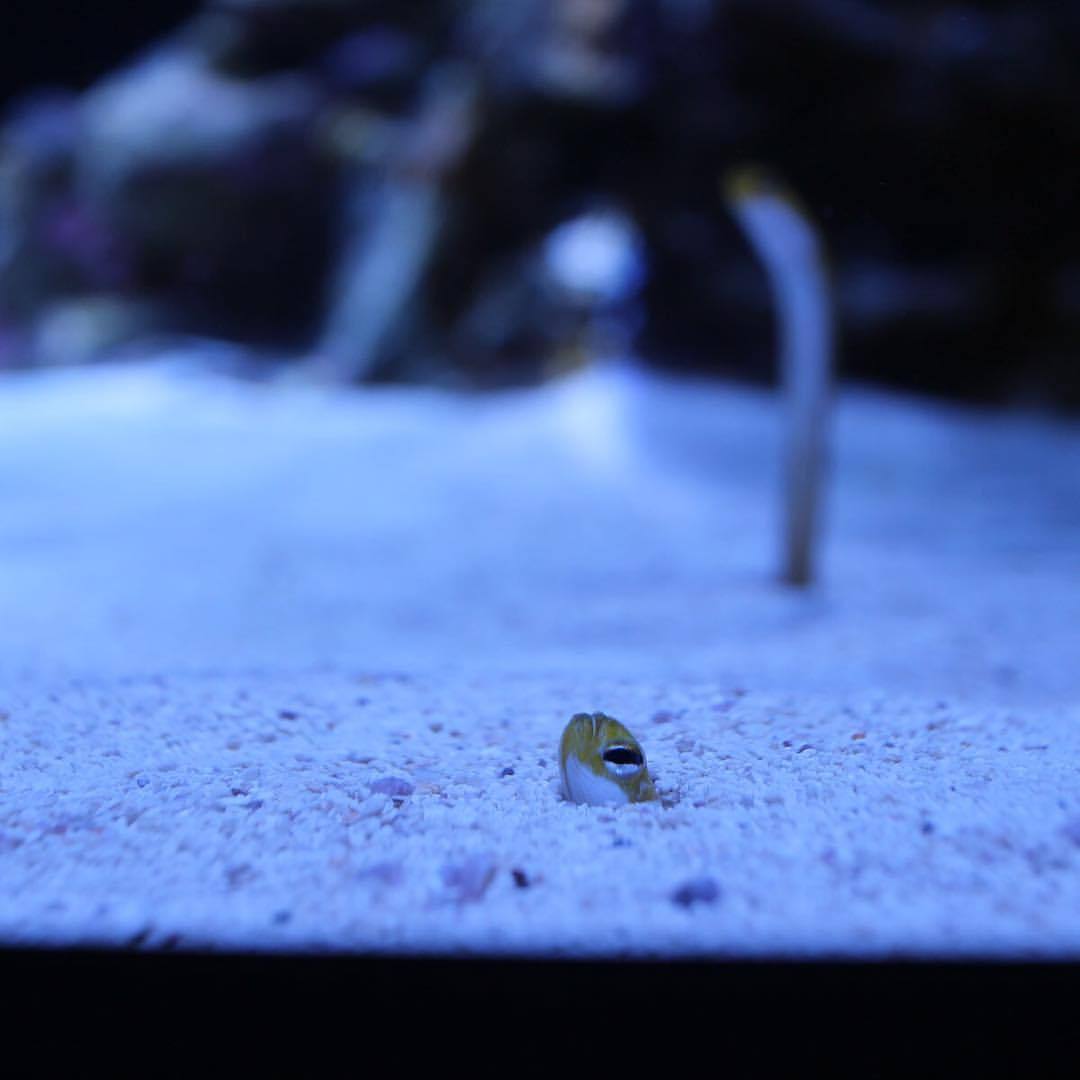 neaq:  Nope. No, Monday. Not coming out. •  •  •  Garden eels create burrows