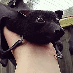 ~ ~ Bat, Possum, And Fox Stimboard ~ ~