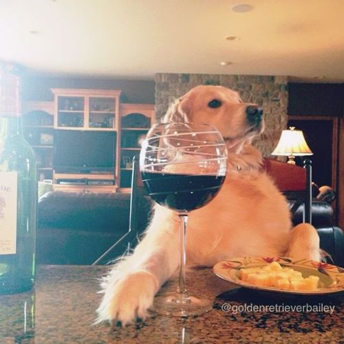 redesignrevolution: Bailey the Golden Retriever is the cutest dog on the Internet right now.