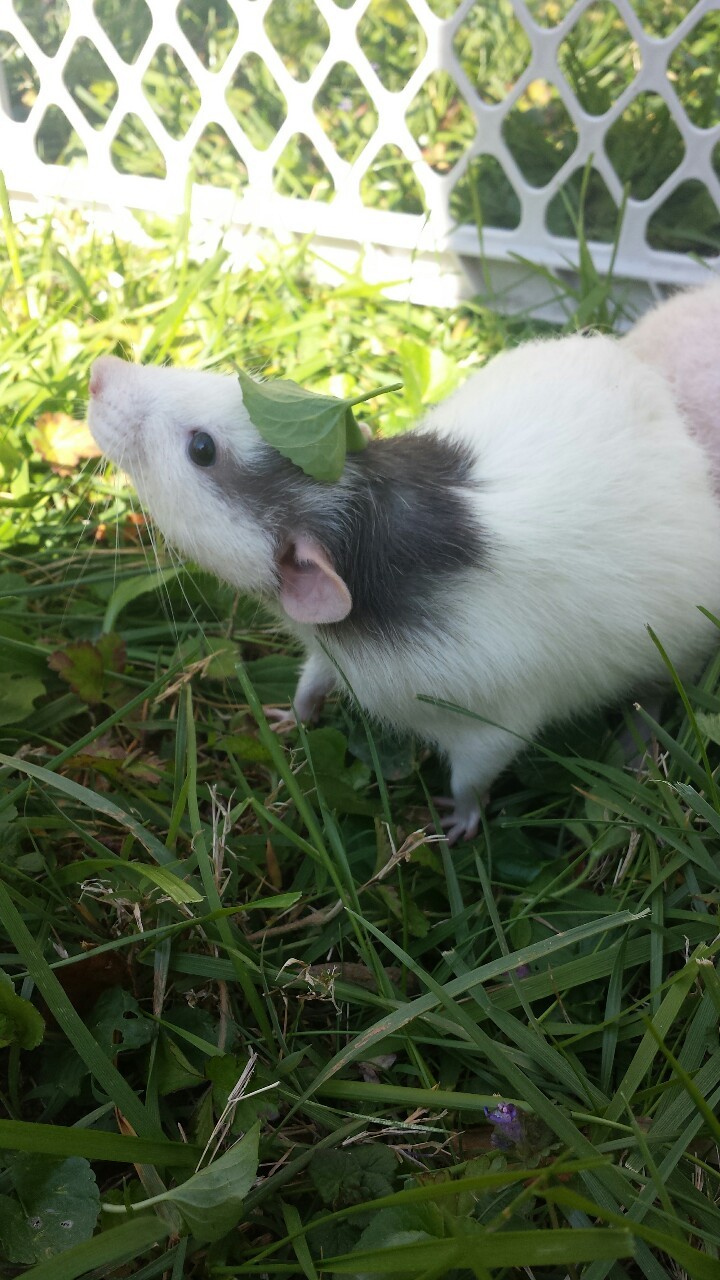 sacculetta:  lambhoof:  whenever leaf hat comes around everyone says, “thats leaf