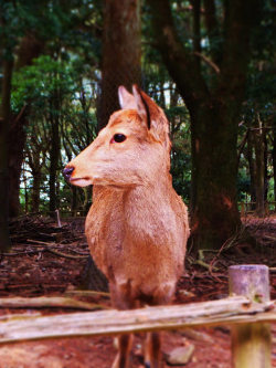 kinkicycle:  Shika, Nara, Japan. on Flickr.