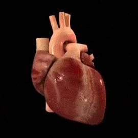 infomedicos:  Látidos del corazón en 3D.  