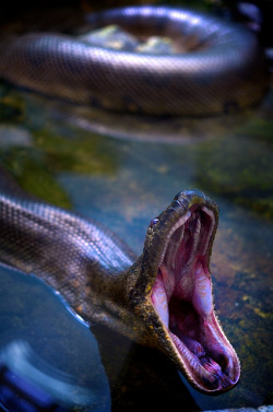 reptiliaherps:  fabforgottennobility:  Anaconda