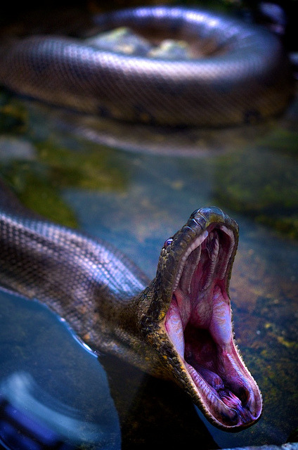 fabforgottennobility:  Anaconda by pablo.raw on Flickr. 