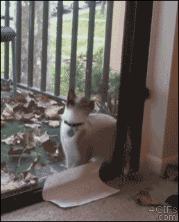 4gifs:  Cat what are you doin. [vid]
