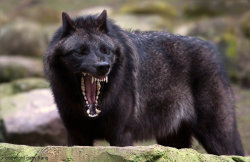 werewolfinside:My what big teeth you have!