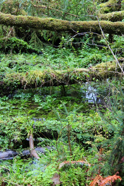 bright-witch: Tree Tear Pools ◈ Pacific Northwest photography by Michelle N.W. ◈ ◈ Print Shop ◈ Blog