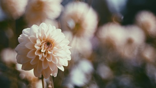 Classical Autumn Flowers