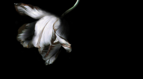 clara–lux:Light Study II after van Huijsum, details(Full v.)