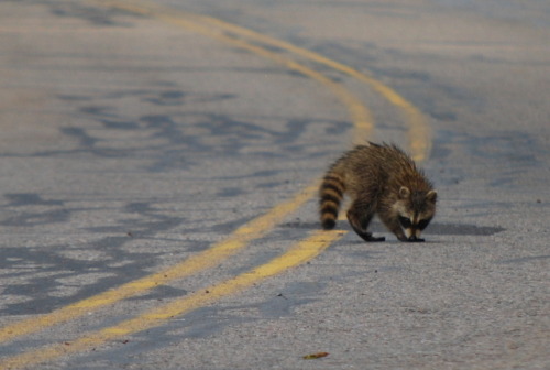 Check out the Naturalist’s Field Guide to YCCC (Photo © Josh Fecteau)