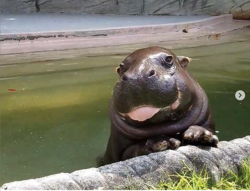 babyanimalgifs:  This water potato just too