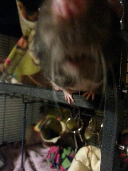 Bombur and Bofur were way too excited for their close up.