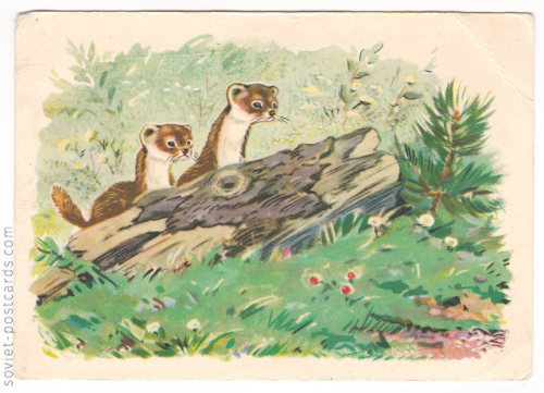 sovietpostcards:(via Weasels by V. Frolov, 1956)