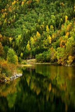 ylfra:  Norway 2009 - second flush (by szefi) 