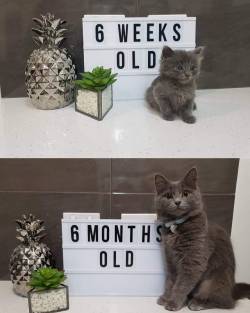 cutekittensarefun:  Just 6 month and how his body is changed.