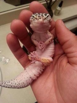 cute-overload:  This leopard gecko looks like he’s just hatched a plan to take over the worldhttp://cute-overload.tumblr.com  I run things bitch.. yea.. that what I do. Lol.
