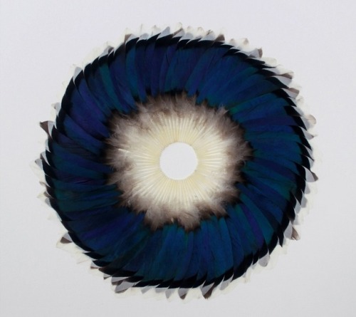 vjeranski: Kate MccGwireSepal Speculum, 2012 Photo: Ian Stuart courtesy of All Visual Arts