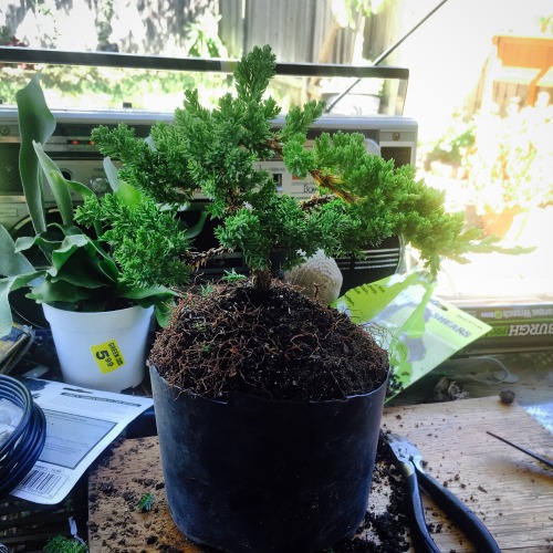 My first Juniper Bonsai tree and replanting my Fern. Templeton was happy to help me!