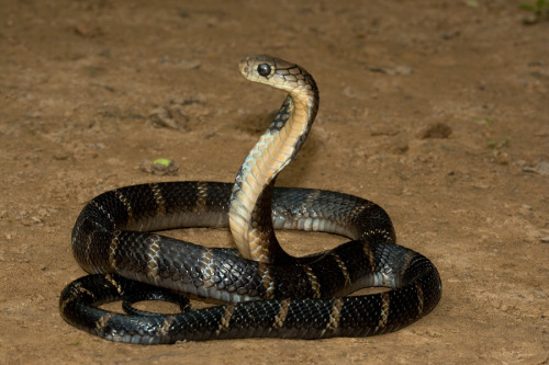 exotic-venom:King cobra - (Ophiophagus hannah) Subadult