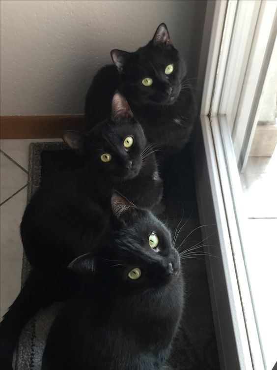 Black Cat Appreciation Post