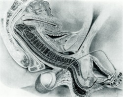 Magnetic resonance imaging of male and female genitals during coitus